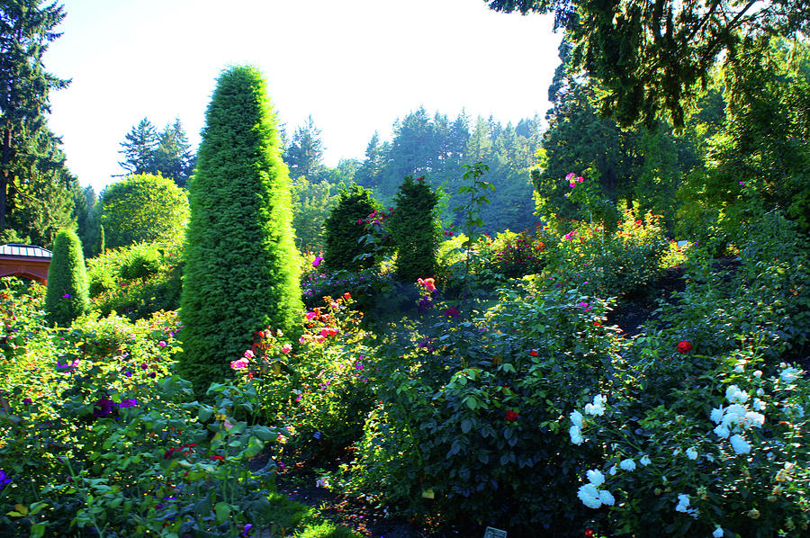Portland International Rose Test Garden Photograph By Art Spectrum