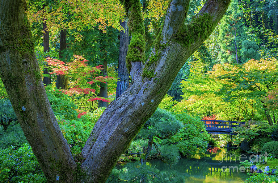 Portland Japanese Garden Photograph by Inge Johnsson