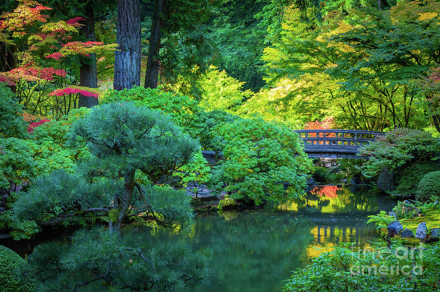 Portland Japanese Pond Photograph by Inge Johnsson