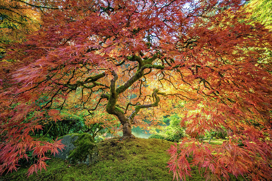 Portland Oregon, Japanese Tree In Fall Photograph by Max Seigal | Fine ...