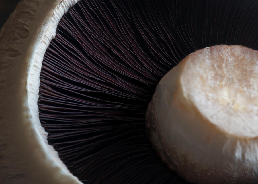 Mushroom Photograph - Portobello Mushroom Close Up In Natural Window Light by Cavan Images