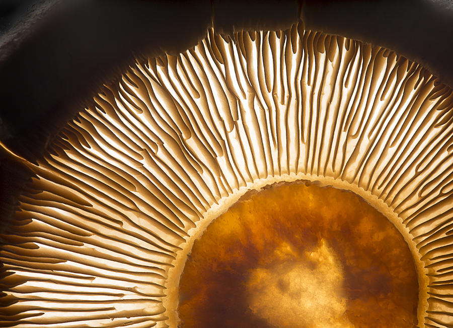 Mushroom Photograph - Portobello Mushroom by Wieteke De Kogel