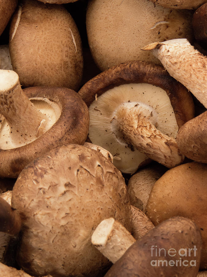 Portobello Mushrooms Photograph by Christy Garavetto