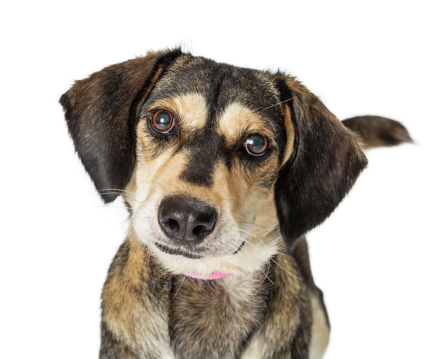 Dog Photograph - Portrait Cute Medium Size Crossbreed Dog by Susan Schmitz Dog Photograph - Portrait Cute Medium Size Crossbreed Dog by Susan Schmitz