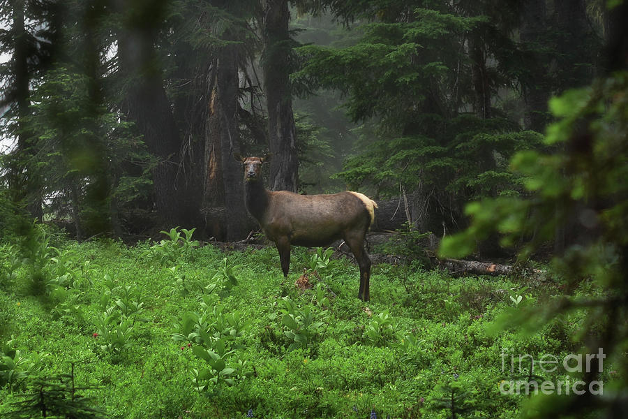 Portrait Female Elk Photograph by Zach Brown / Foap