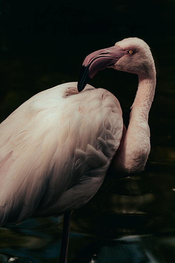 Flamingo Photograph - Portrait by Hisashi Ishikawa