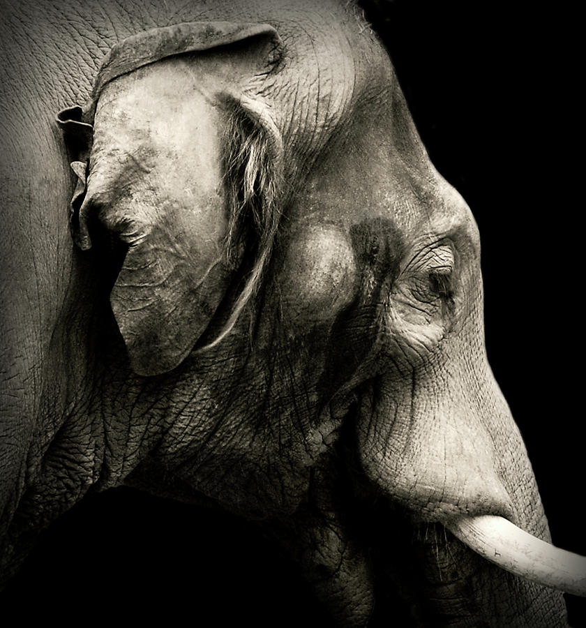 Animal Photograph - Portrait by Jeffrey Hummel