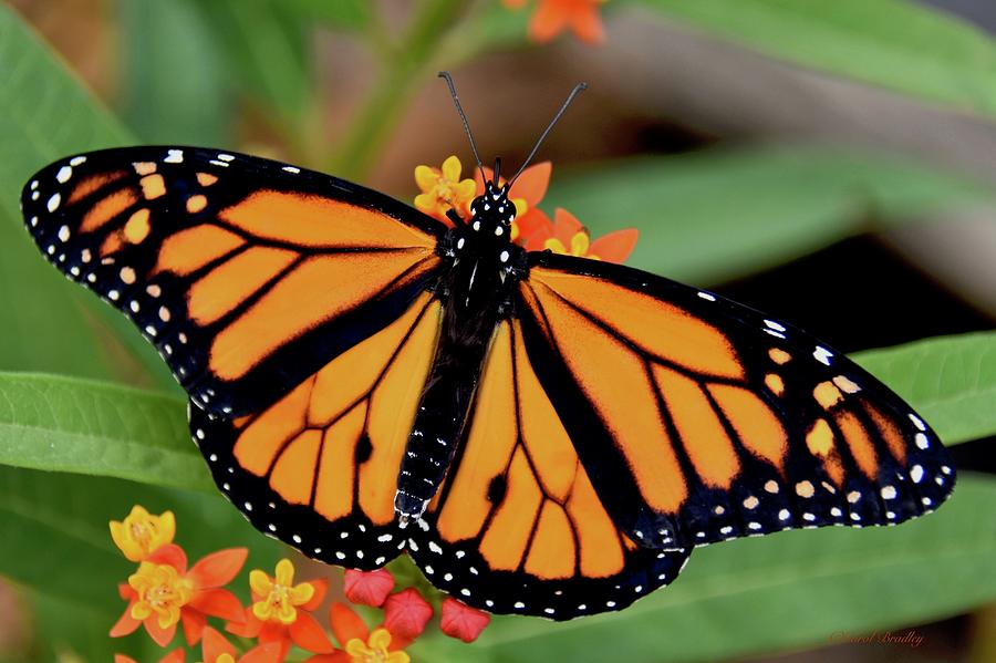 Portrait Male Monarch Butterfly Photograph by Carol Bradley