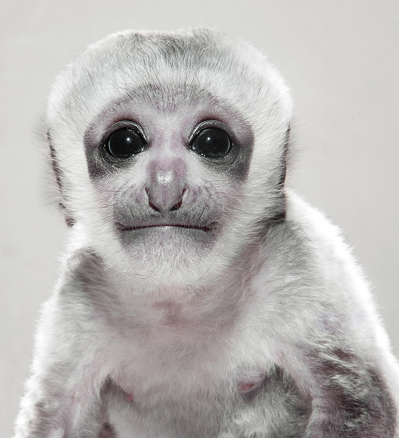 Portrait Of 3 Week Old Monkey Photograph by Hollenderx2