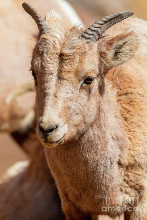 Portrait Of A Baby Bighorn Photograph
