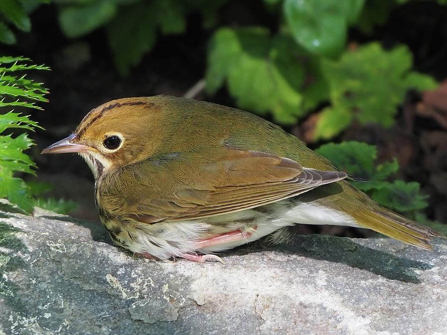 Portrait Of A Baby Ovenbird Photograph by Alida M Haslett