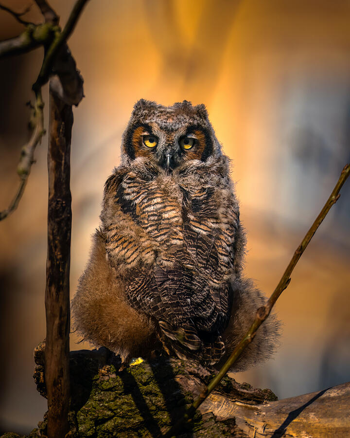 Portrait Of A Baby Owl Photograph by Hanping Xiao