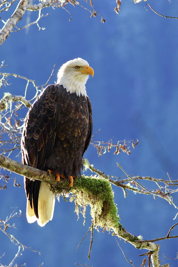 Portrait of a backlit Bald Eagle in Squamish by Hagen Pflueger Portrait of a backlit Bald Eagle in Squamish by Hagen Pflueger