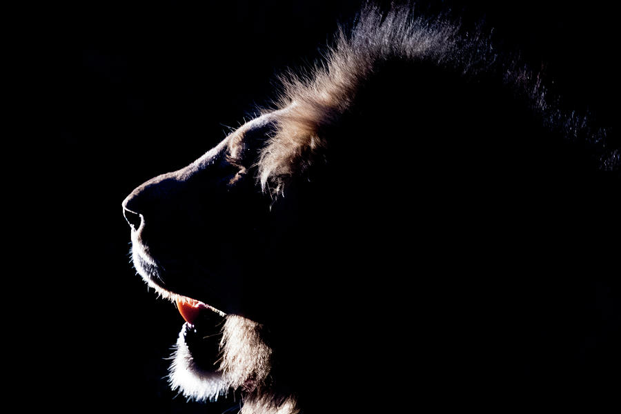 Portrait of a backlit male african lion Photograph by Mark Hunter