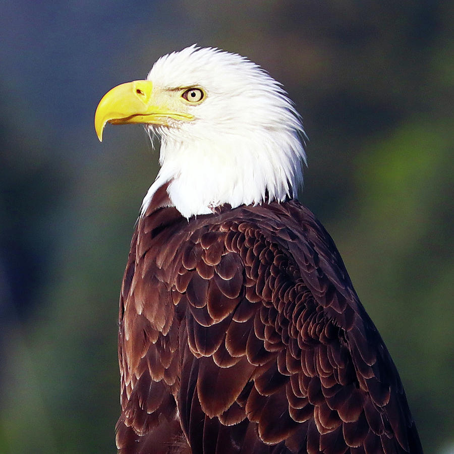 Portrait of a Bald Eagle Photograph by Elevation Gallery - Fine Art America