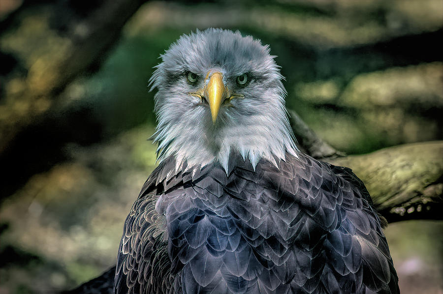 Portrait Of A Bald Eagle Photograph By Paul Coco - Fine Art America