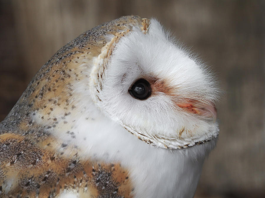 Portrait Of A Barn Owl Photograph by Cavan Images - Fine Art America