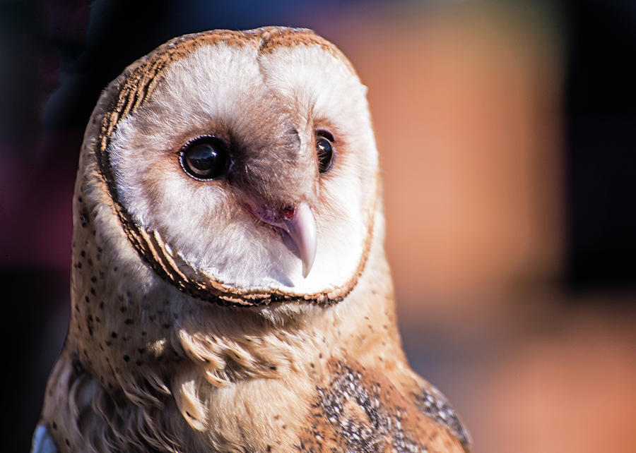Portrait of a Barn Owl Photograph by Teresa Hughes