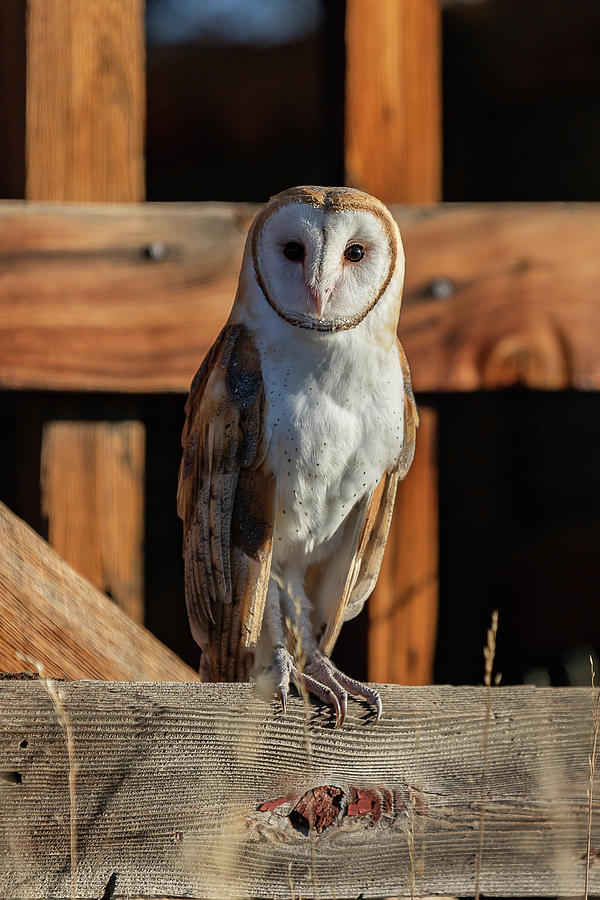Portrait of a Barn Owl Photograph by Tony Hake