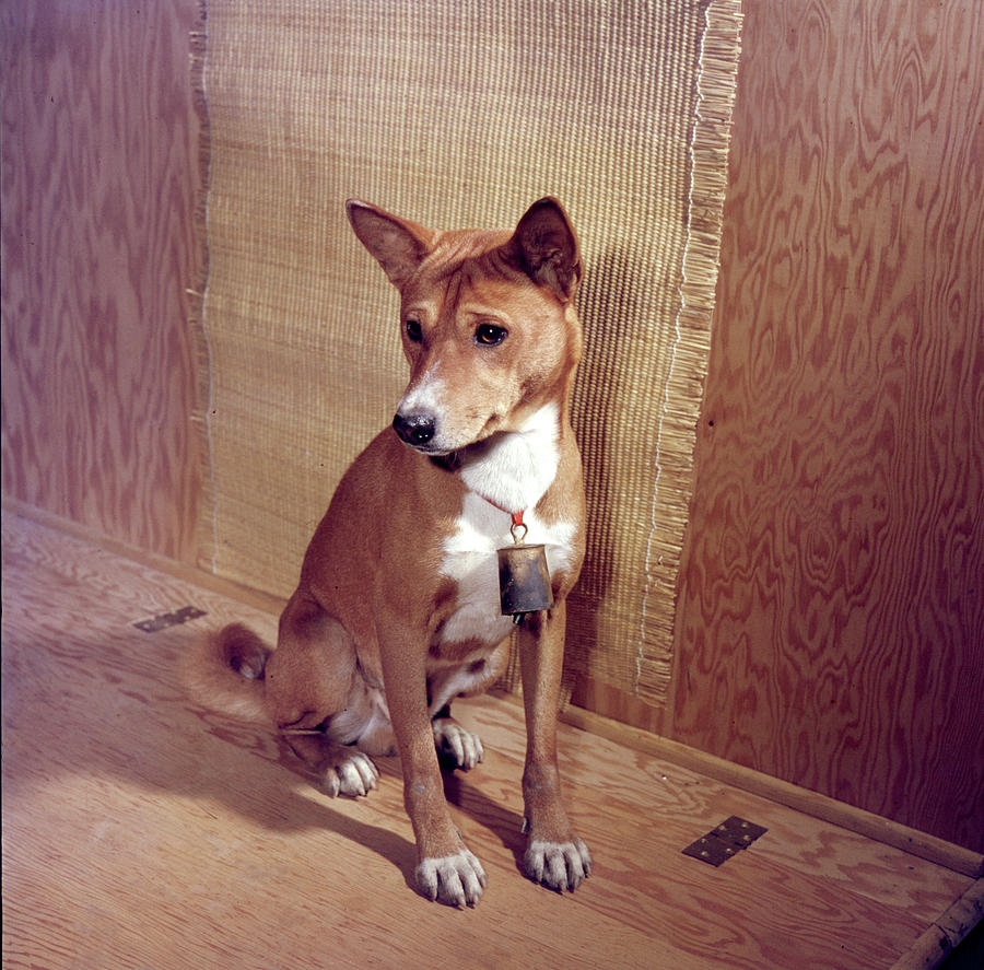 Dog Photograph - Portrait Of A Basenji by Nina Leen