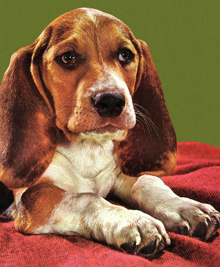 Vintage Drawing - Portrait of a Beagle by CSA Images