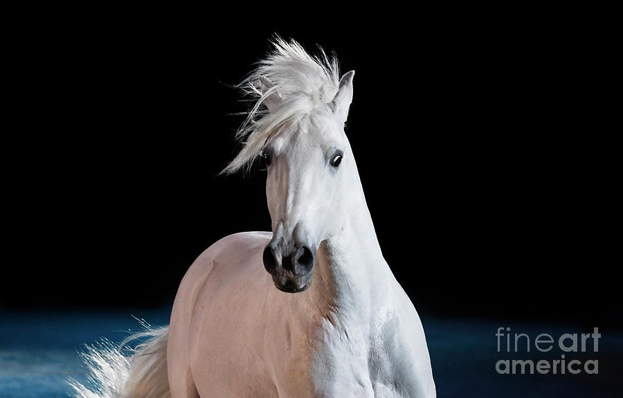 Portrait Of A Beautiful Horse Photograph by Somogyvari