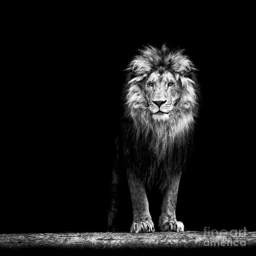 Leader Photograph - Portrait Of A Beautiful Lion by Baranov E Leader Photograph - Portrait Of A Beautiful Lion by Baranov E