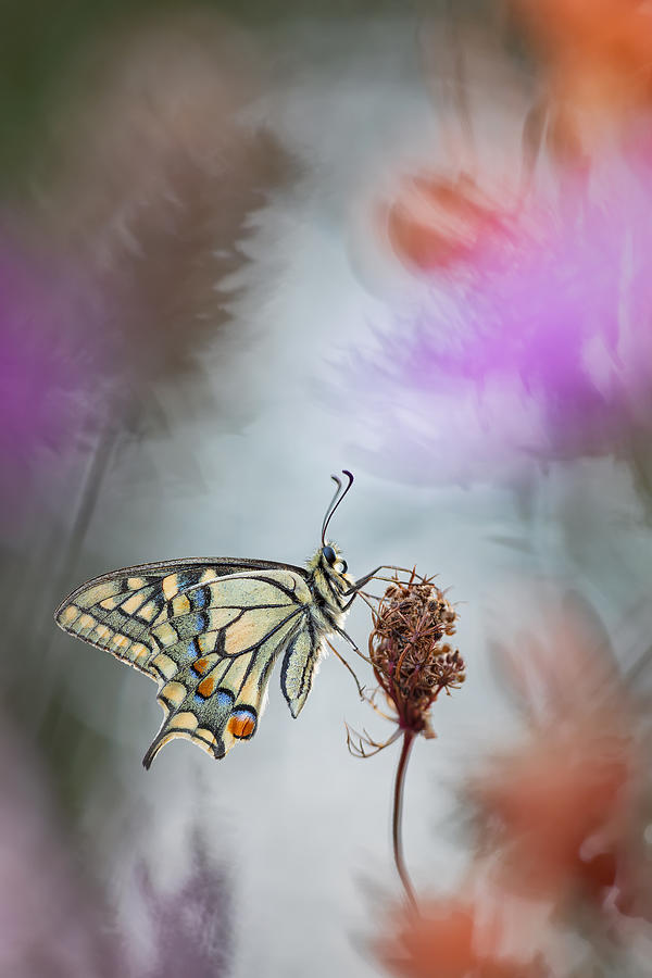 Butterfly Photograph - Portrait Of A Beauty by Henrik Spranz