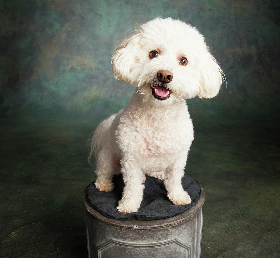 Portrait Of A Bichon Frise Poodle Mix Photograph by