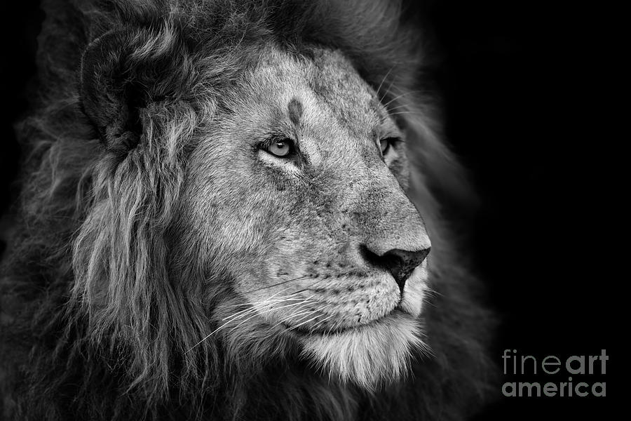 Big Photograph - Portrait Of A Big Lion From Rekero by Maggy Meyer Big Photograph - Portrait Of A Big Lion From Rekero by Maggy Meyer