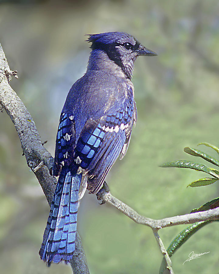 Portrait of a Blue Jay Photograph by Phil Jensen - Fine Art America