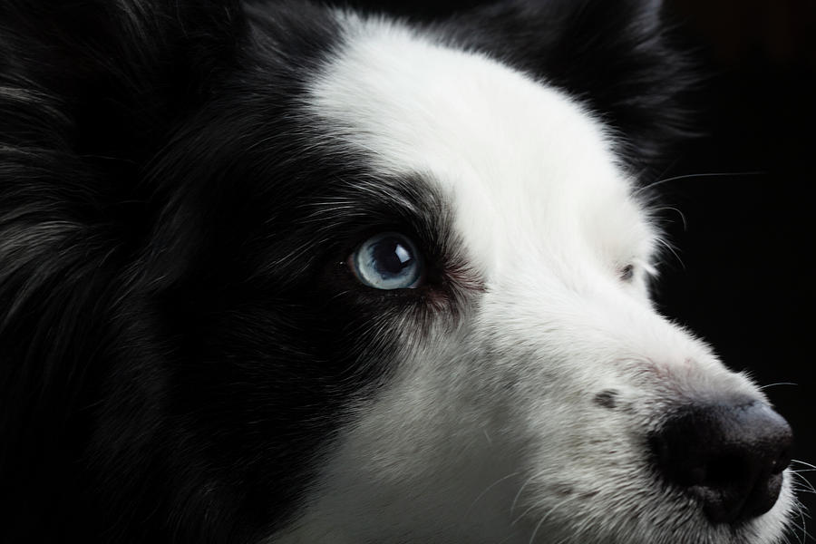 Portrait Of A Border Collie Dog Photograph by Panoramic Images