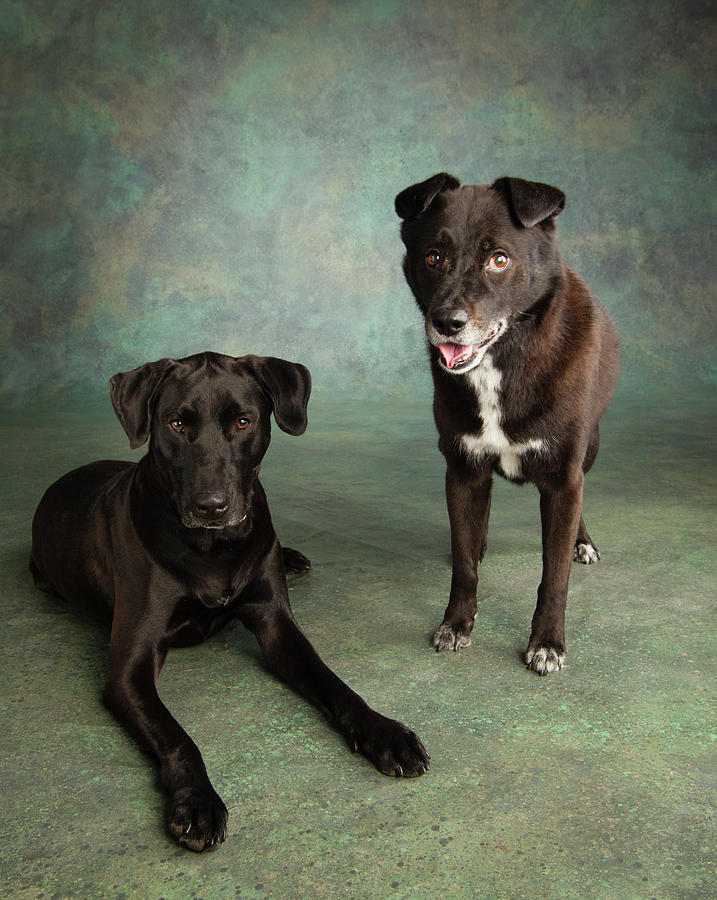 Dog Photograph - Portrait Of A Border Collie Mix by Panoramic Images