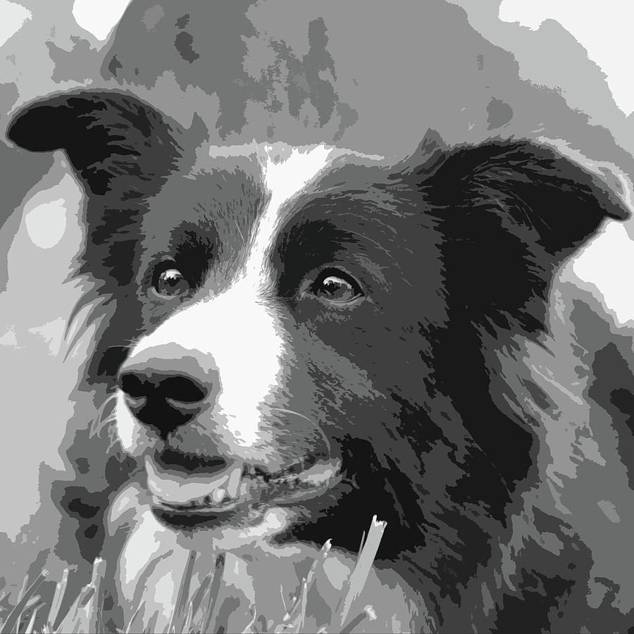 Portrait of a Border Collie Photograph by Stamp City