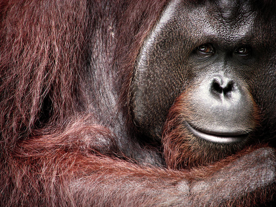 Portrait Of A Bornean Orangutan Photograph by Christian L. Sangoyo