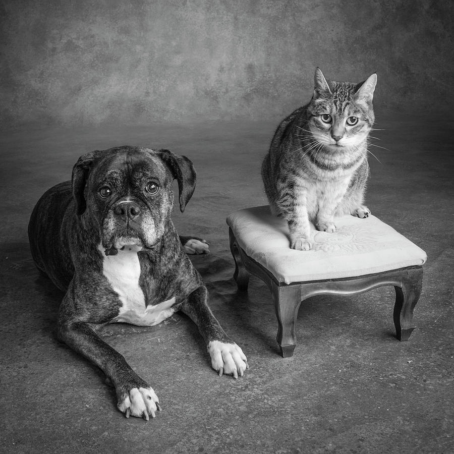 Black And White Photograph - Portrait Of A Boxer Dog And A Tabby Cat by Panoramic Images