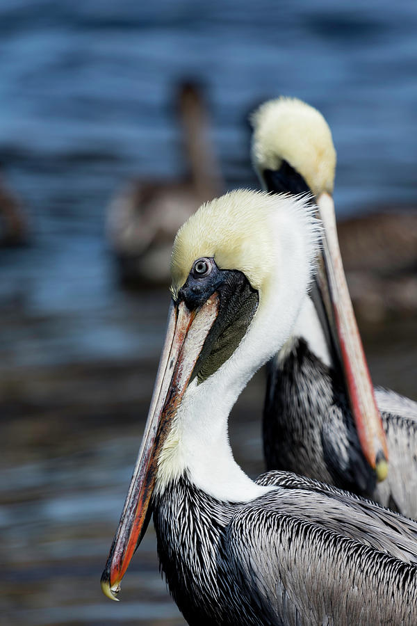 Pelican Photograph - Portrait of a Brown Pelican by Darrell Gregg