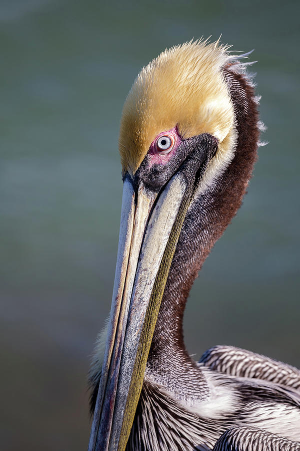 Portrait of a Brown Pelican Photograph by Penny Meyers