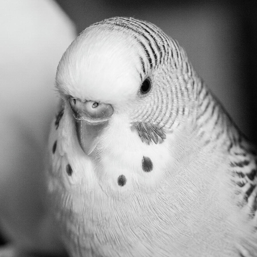 Black And White Photograph - Portrait Of A Budgie Bird by Panoramic Images