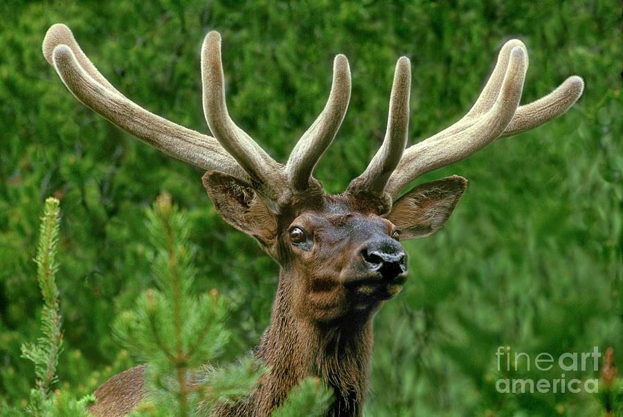 Portrait Of A Bull Elk Cervus Elaphus Wild Wyoming Photograph by Dave Welling