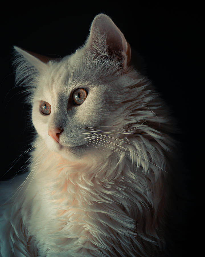 Portrait Of A Cat Photograph by Matej