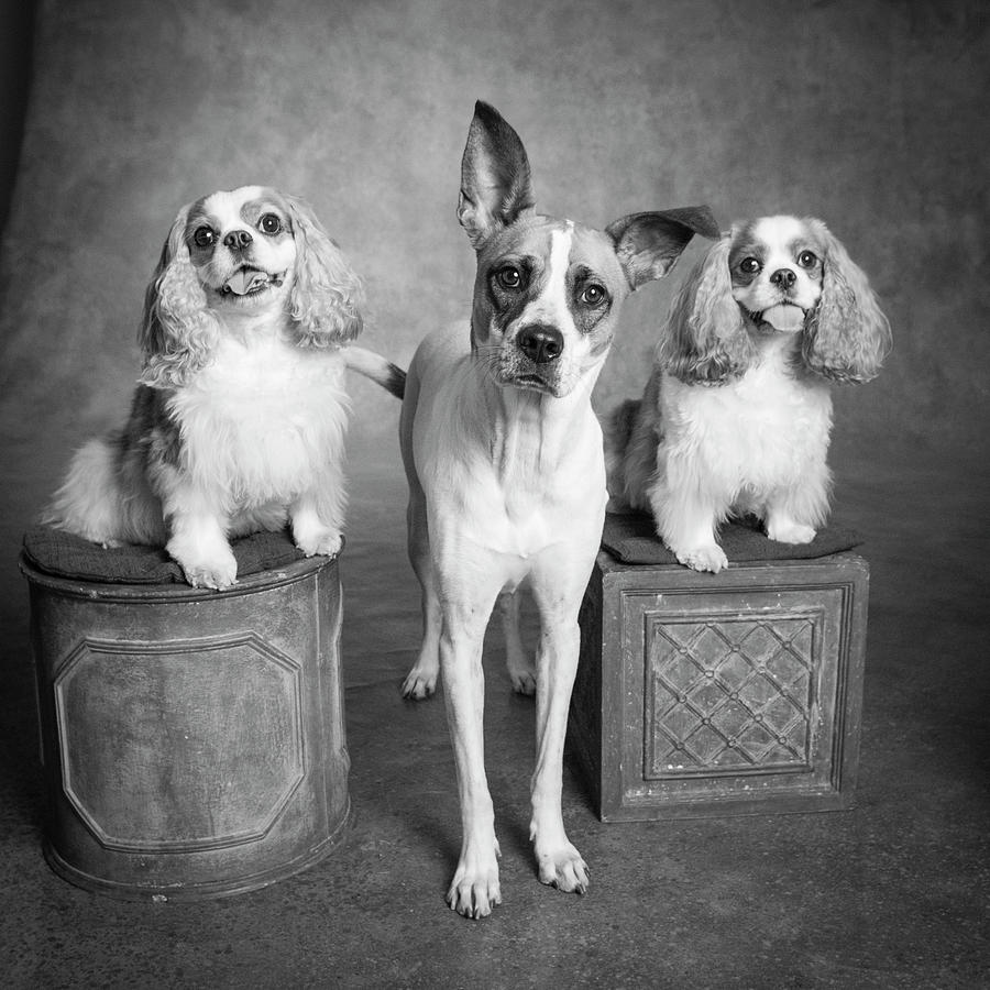 Horizontal Photograph - Portrait Of A Cattle Dog And Cavalier by Panoramic Images Horizontal Photograph - Portrait Of A Cattle Dog And Cavalier by Panoramic Images