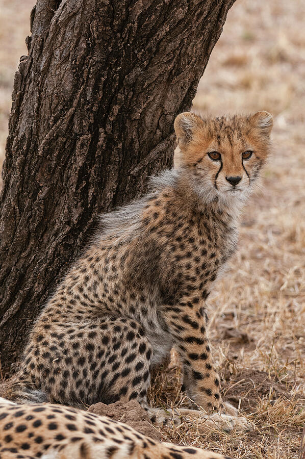 Portrait Of A Cheetah Cub, Acinonyx Photograph by Sergio Pitamitz ...