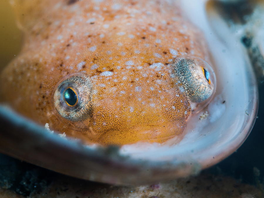 Portrait Of A Clingfish (diplecogaster Bimaculata) Photograph by Cavan ...