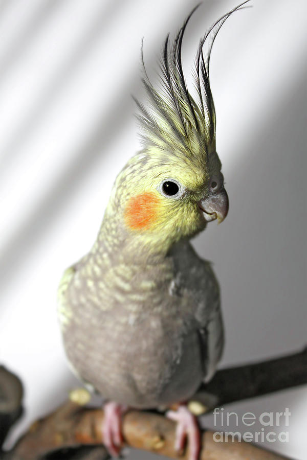 Portrait of a cockatiel Photograph by Gregory DUBUS