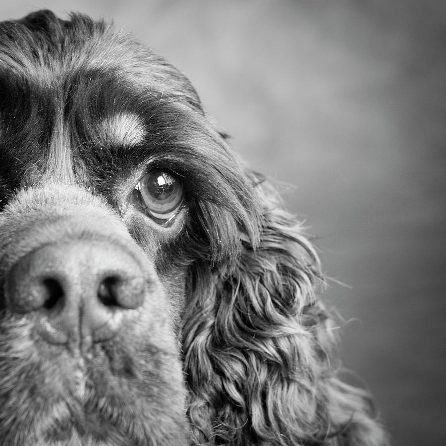 Portrait Of A Cocker Spaniel Dog Photograph by Panoramic Images