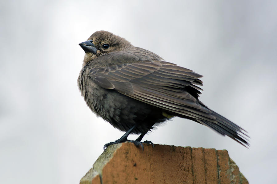 Portrait of a Cowbird Photograph by Stamp City - Fine Art America