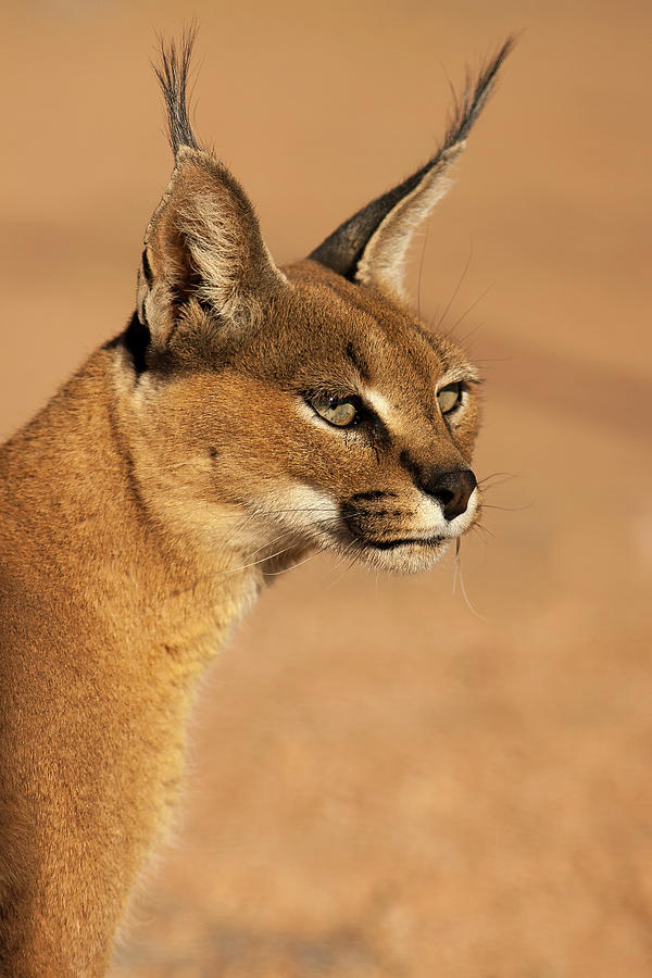 Portrait Of A Desert Lynx Photograph by Bas Meelker Photography