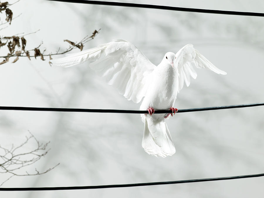 Portrait Of A Dove Landing On A Wire Photograph by Michael Blann