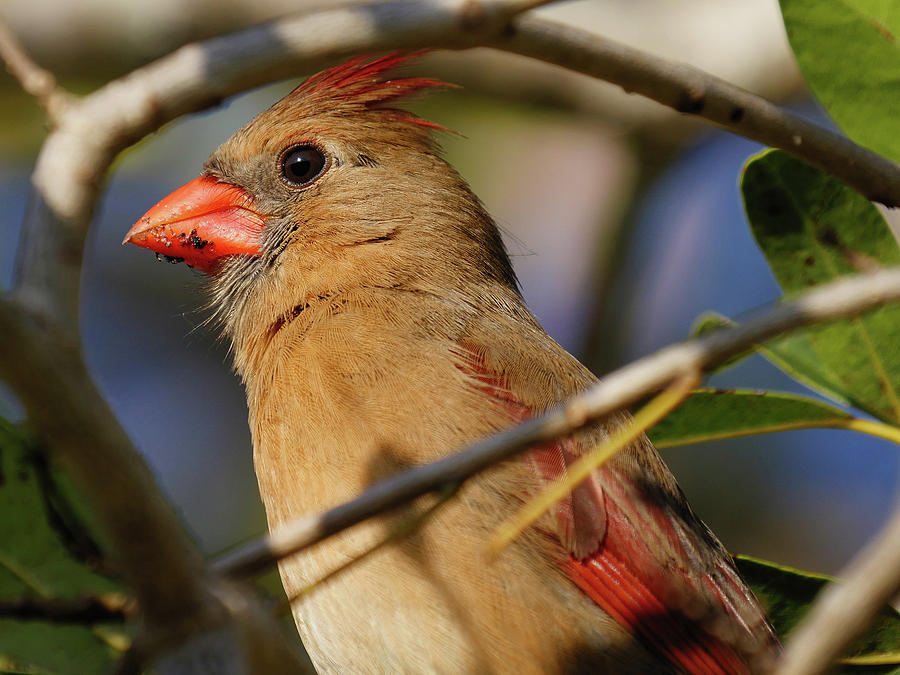 Portrait Of A Female Northern Cardinal Photograph